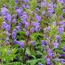 Mountain Mint, 500 Seeds