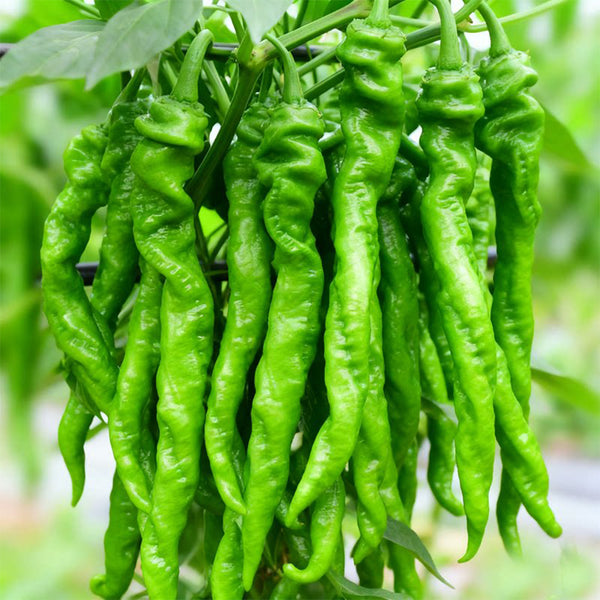'Meinaxiang' Spiral Pepper, 30 Seeds
