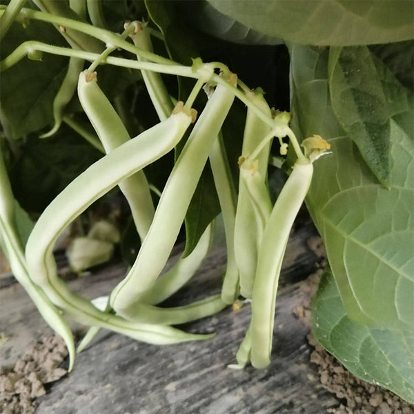 Didouwang No.1 Kidney Bean Seeds, 10g Per Bag