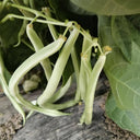 Didouwang No.1 Kidney Bean Seeds, 10g Per Bag