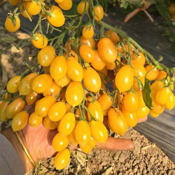1088 Capybara F4 Pear Cherry Tomato, 5 Seeds