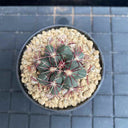 Thelocactus bicolor, 3-4cm