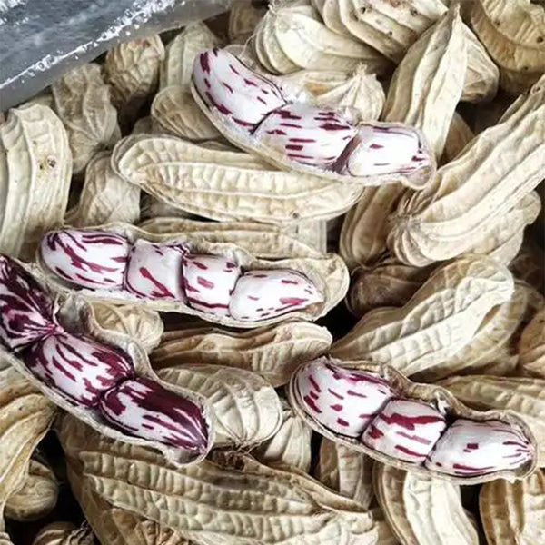 Rainbow Peanut, 20 Seeds
