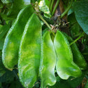 Pig-ear-shaped Hyacinth Bean Seeds, 20g