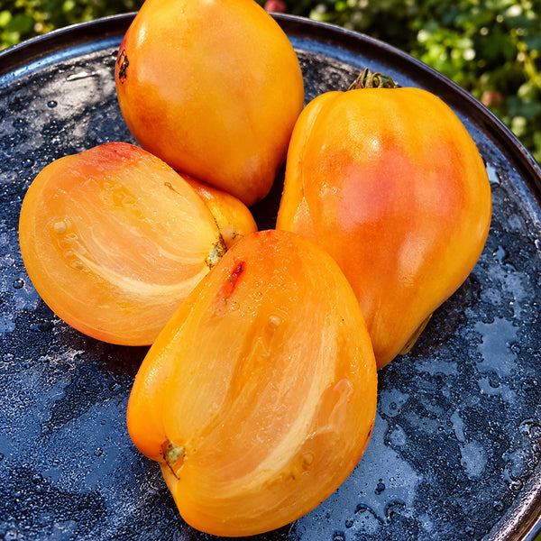220 Mila Roggie Tomato, 5 Seeds