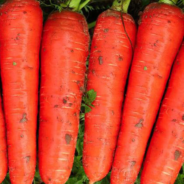 Five-Inch Ginseng Carrot Seeds, 10g