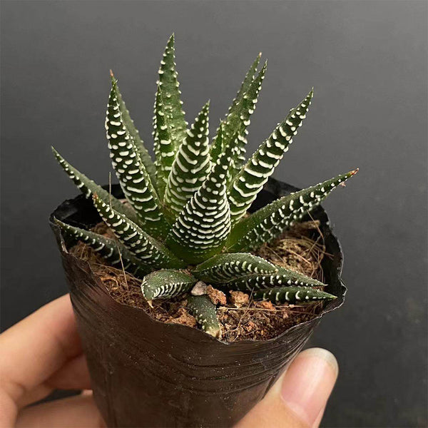 Haworthiopsis fasciata, 3-4cm