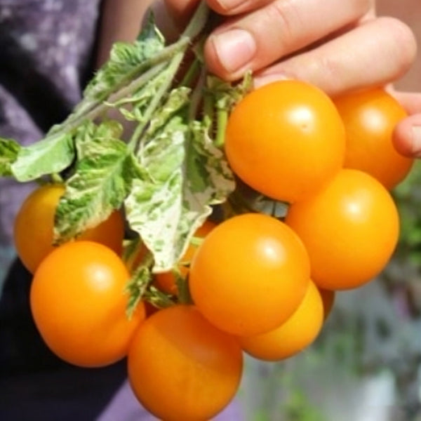 781 Variegated Potato Leaf Cherry Tomato, 5 Seeds