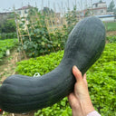 Extra-Early Mobo Squash, 15 Seeds
