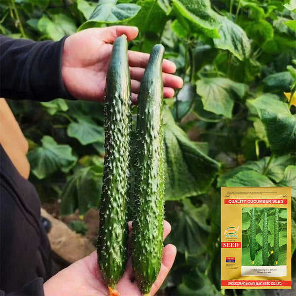 'Holland Spring-Autumn Shiny Pioneer' F1 Cucumber Seeds, 25g