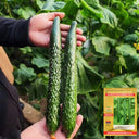 'Holland Spring-Autumn Shiny Pioneer' F1 Cucumber Seeds, 25g