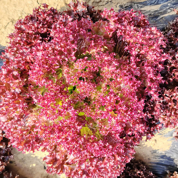 'Jinghong-1' Loose-leaf Lettuce Seeds, 5g