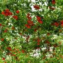 Shouguang Tomato Tree Seeds, 5 Seeds