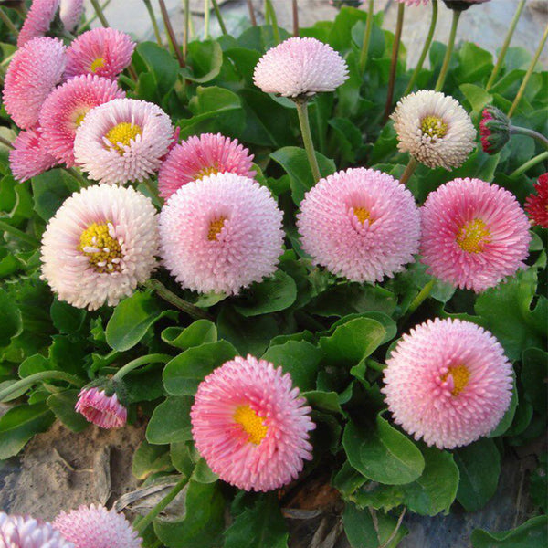 Bellis perennis 'Pomponette', 100 Seeds