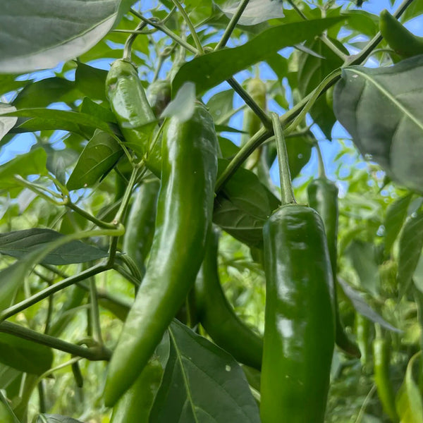 Xiangla Hangjiao Pepper Seeds, 0.5g