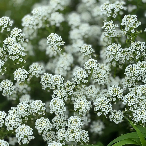 White Sweet Alyssum, 1g