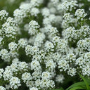 White Sweet Alyssum, 1g