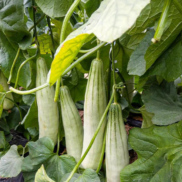 Goat Horn Crispy Melon Seeds, 2g