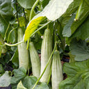 Goat Horn Crispy Melon Seeds, 2g