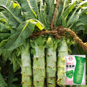 'Jiemei' Green Celtuce, 2000 Seeds