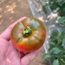 Super Sweet Sandy Strawberry Tomato, 100 Seeds