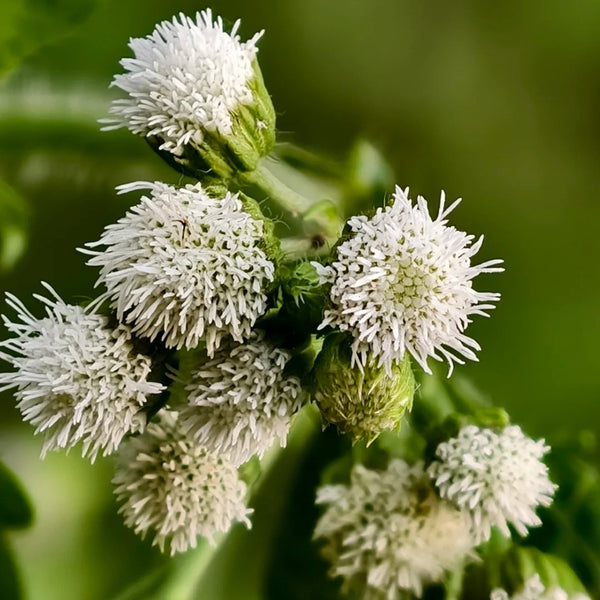 Large-Flowered Ageratum (White), 500 Seeds