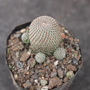 Rebutia heliosa, 2-3cm