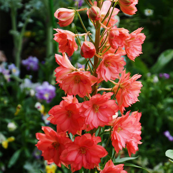 Red Rocket Larkspur, 500 Seeds