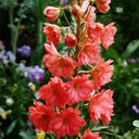 Red Rocket Larkspur, 500 Seeds