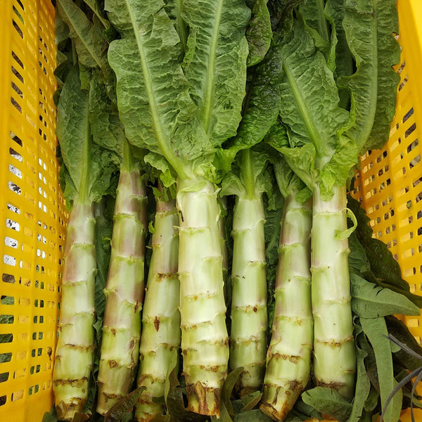 'Jiemei' Pointed-Leaf Red Celtuce Seeds, 10g