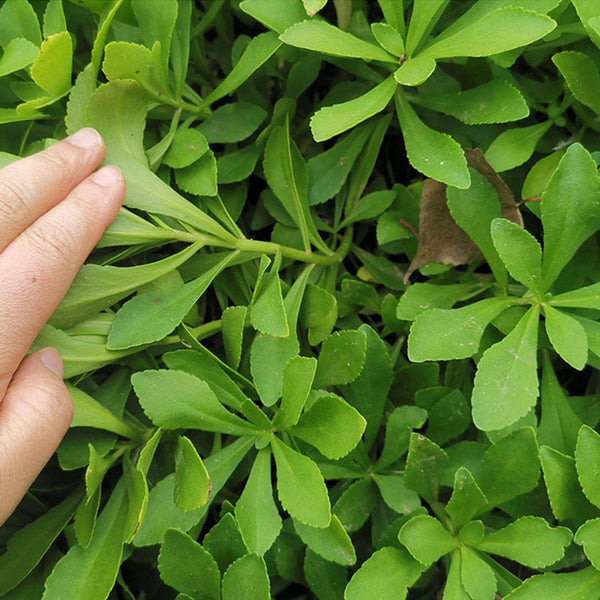 Heart-nourishing Vegetable, 500 Seeds