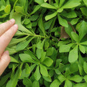 Heart-nourishing Vegetable, 500 Seeds