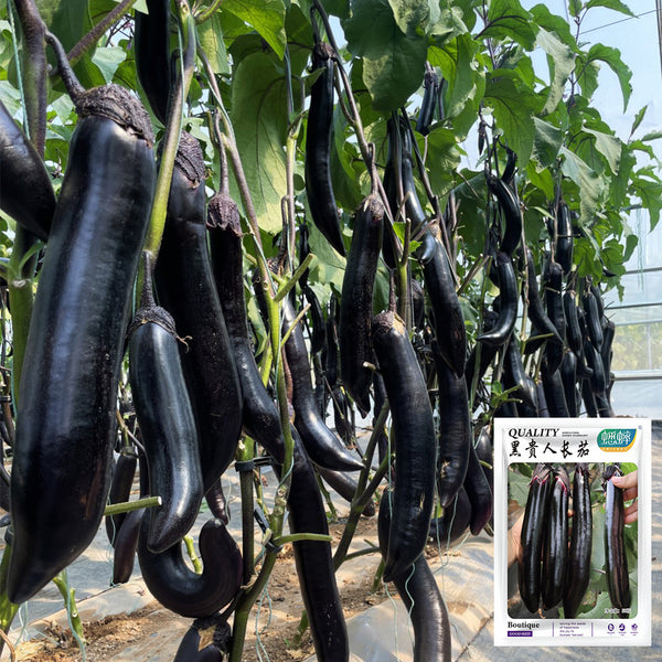 'Heiguiren' Long Eggplant Seeds, 50 Seeds