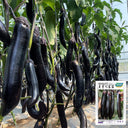 'Heiguiren' Long Eggplant Seeds, 50 Seeds