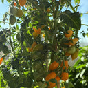 999 Eden Micro 6 Tomato, 5 Seeds