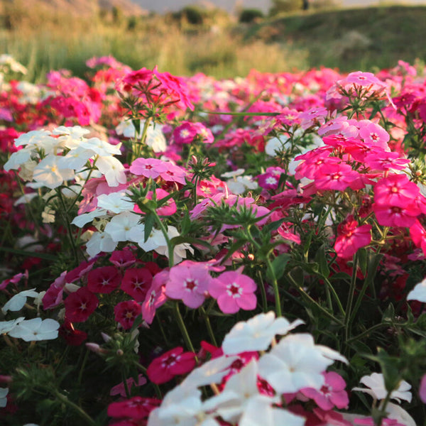 Phlox (Mixed Colors), 200 Seeds