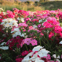 Phlox (Mixed Colors), 200 Seeds