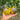 947 Rebel Green Gold Gem Tomato, 5 Seeds