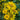 False Sunflower, 300 Seeds