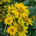 False Sunflower, 300 Seeds