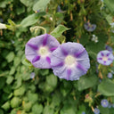 Hezhichun Morning Glory seeds, 1g
