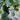 Sweet Mealy Black Skin Melon, 100 Seeds