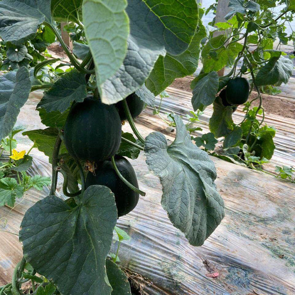 Sweet Mealy Black Skin Melon, 100 Seeds