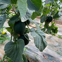 Sweet Mealy Black Skin Melon, 100 Seeds