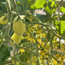 Eden No.1 Cherry Tomato Seeds, 3 Seeds