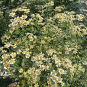 Cut Flower Chamomile, 1g