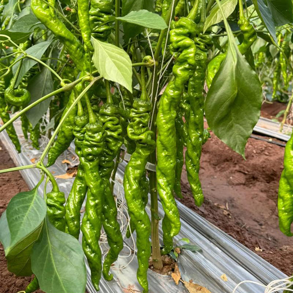 Screw Pepper No. 1209 Seeds, 100 Seeds