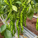 Screw Pepper No. 1209 Seeds, 100 Seeds