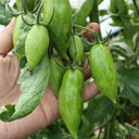 Zixia Tomato, 20 Seeds