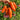 447 Dwarf Pepper Like Striped Tomato, 5 Seeds
